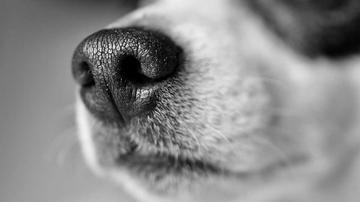 Pet stvari koje morate znati i napraviti ako pas ima suhu njušku