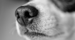 Pet stvari koje morate znati i napraviti ako pas ima suhu njušku