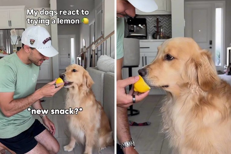Zlatni retriver probao limun, njegova reakcija je sve 😂