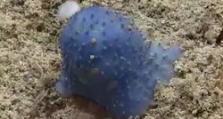 VIDEO Snimljeno čudno biće na morskome dnu: "Ne znamo što je. Znamo da nije kamen"