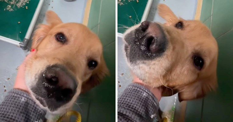 Pas završio u skloništu pa se izbezumio od buke i nepoznatih ljudi