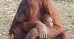 Orangutanica naučila dojiti zahvaljujući timariteljici koja je na posao dovela bebu