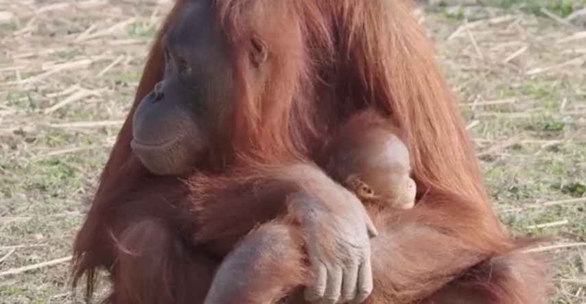 Orangutanica naučila dojiti zahvaljujući timariteljici koja je na posao dovela bebu