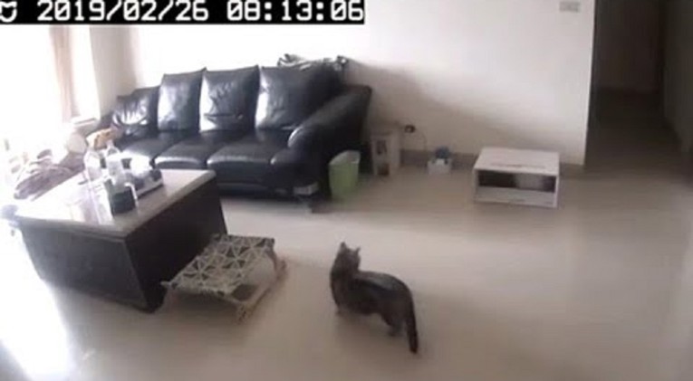 VIDEO Kako mačke reagiraju na potrese?