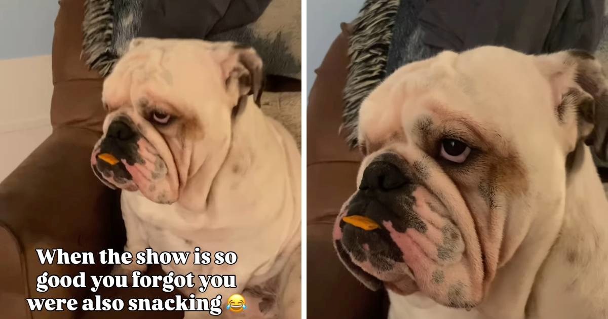 Buldog je toliko zaokupljen serijom da je zaboravio na poslasticu