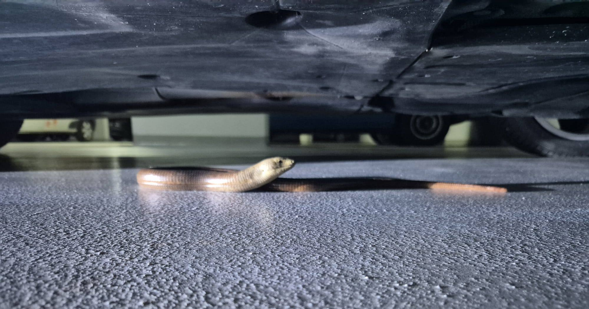 U garaži u Zagrebu pronašli neočekivanog gmaza. Tamo se skrivao pola godine?