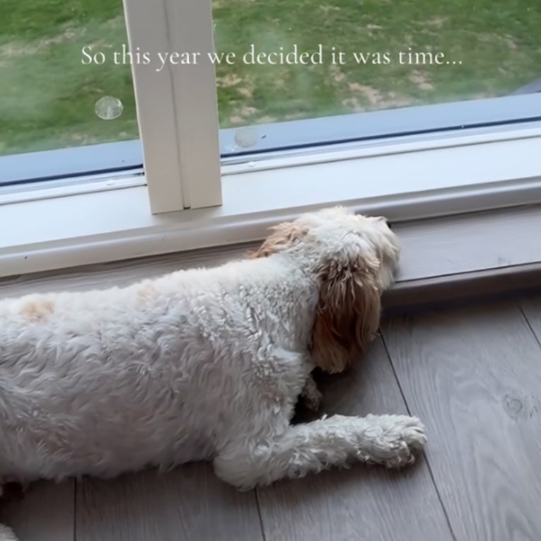 Pas je u stanu tužno gledao kroz prozor. Vlasnici donijeli veliku odluku