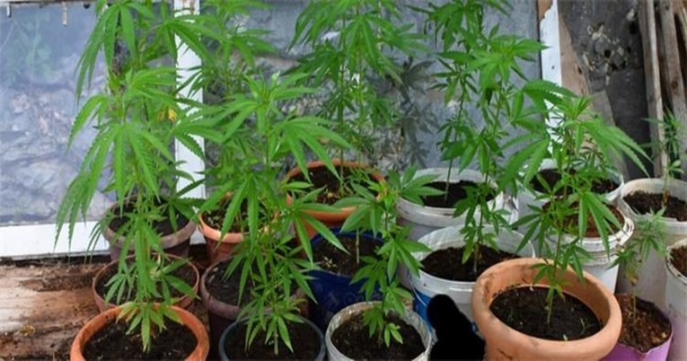 Muškarac (50) uzgajao marihuanu u Lećevici, imao 81 stabljiku