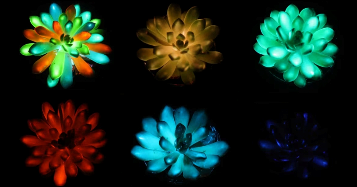 Znanstvenici stvorili višebojne sukulente koji svijetle u mraku