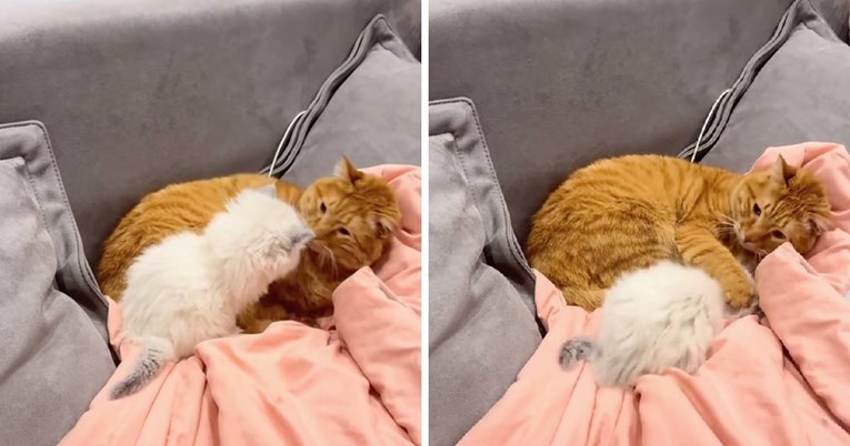 Majčinstvo je kaotično, čak i u svijetu mačaka. Uvjerite se sami