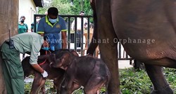Prvi put u 80 godina: U skloništu za slonove na Šri Lanki na svijet stigli blizanci