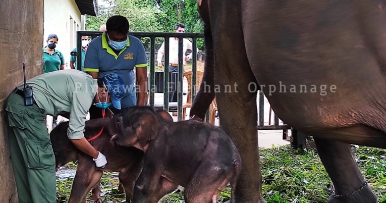 Prvi put u 80 godina: U skloništu za slonove na Šri Lanki na svijet stigli blizanci