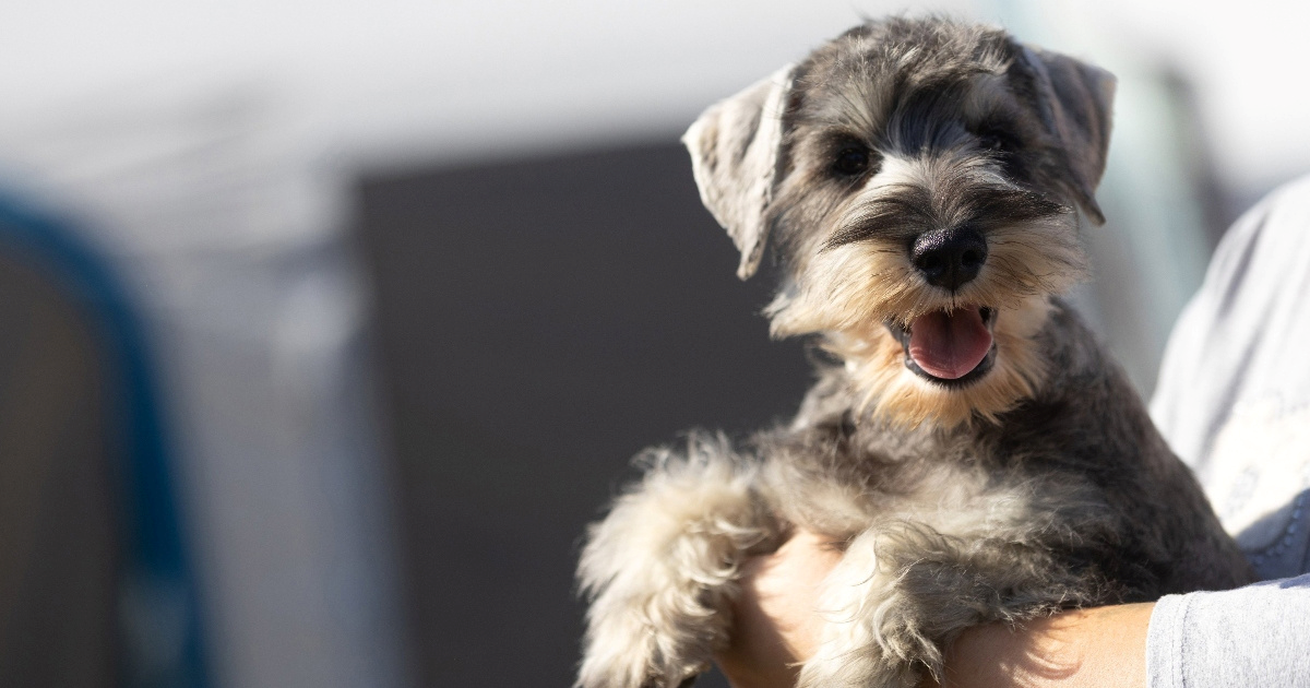 Ljubitelji šnaucera okupljaju se na zajedničkoj šetnji na Žumberku