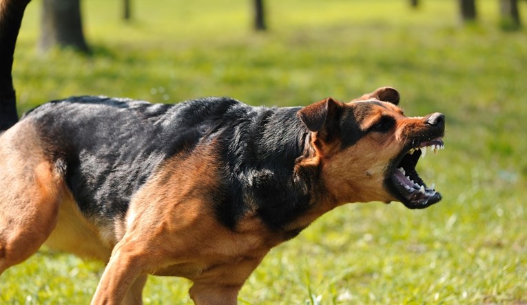 U istom danu napadi pasa u Bjelovaru i Gudovcu. Muškarac ozlijeđen, jedan pas ubijen