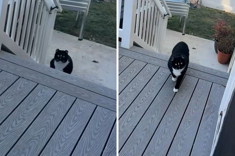 Mačak ulazi u kuću samo ako vlasnica igra po njegovim pravilima, snimka je viralna