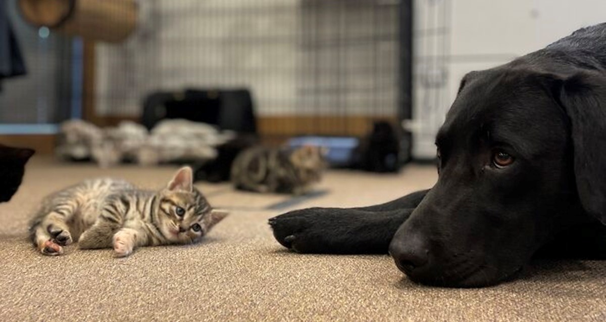 Prekrasni labrador retriver preuzeo brigu o sedmero mačića koji su ostali bez majke