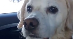 Vlasnica snimala psa nakon posjeta veterinaru, njegova reakcija je nasmijala milijune
