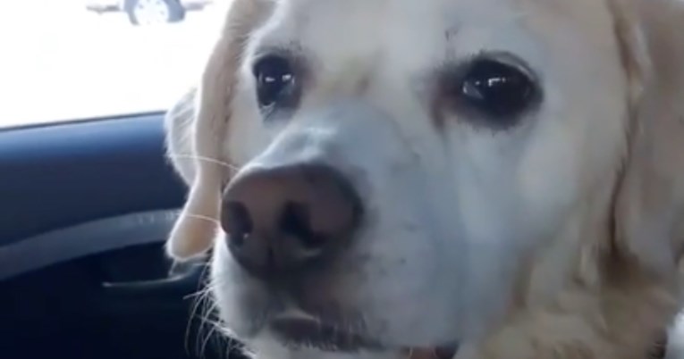 Vlasnica snimala psa nakon posjeta veterinaru, njegova reakcija je nasmijala milijune