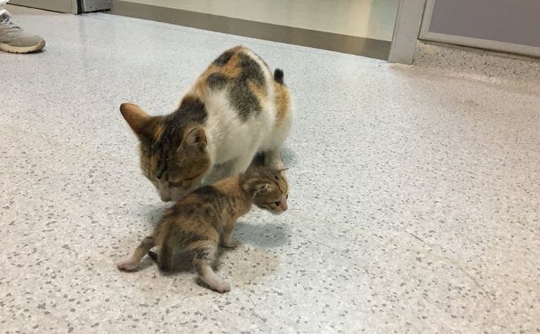 Mačka lutalica unijela svog bolesnog mačića u bolnicu, medicinari joj odmah pomogli