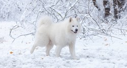 10 pasmina pasa koje vole zimu i snijeg