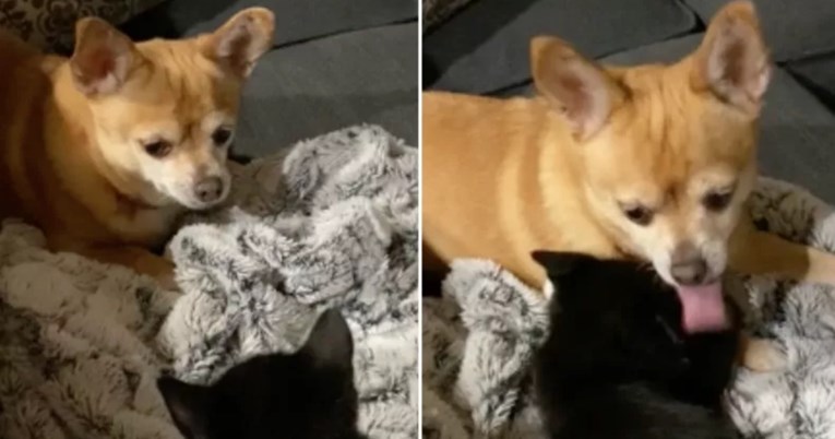 Čivava upoznala mačića i na prvu se zaljubila u novog člana obitelji