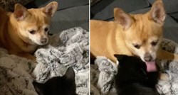 Čivava upoznala mačića i na prvu se zaljubila u novog člana obitelji