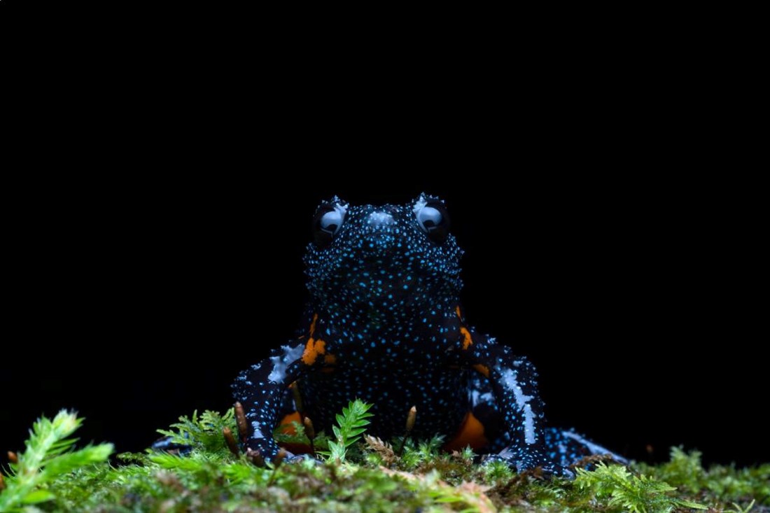 "Galaktičke žabe" su nestale. Fotografi im uništili stanište
