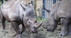 Spas za ugroženu vrstu: Uspjela metoda potpomognute oplodnje bijelog nosoroga