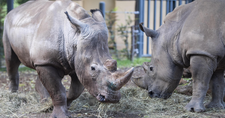 Spas za ugroženu vrstu: Uspjela metoda potpomognute oplodnje bijelog nosoroga