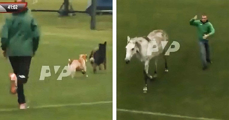 VIDEO Utakmicu gluhih reprezentacija u Ukrajini prekinuli psi pa na teren utrčao konj