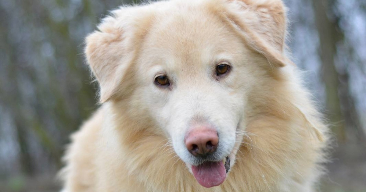 Iza njih je teška prošlost: Četiri prekrasna križanca retrivera traže dom