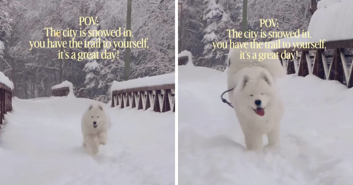 Samojedica Stormy uživa u snježnoj idili na Aljasci 🤩