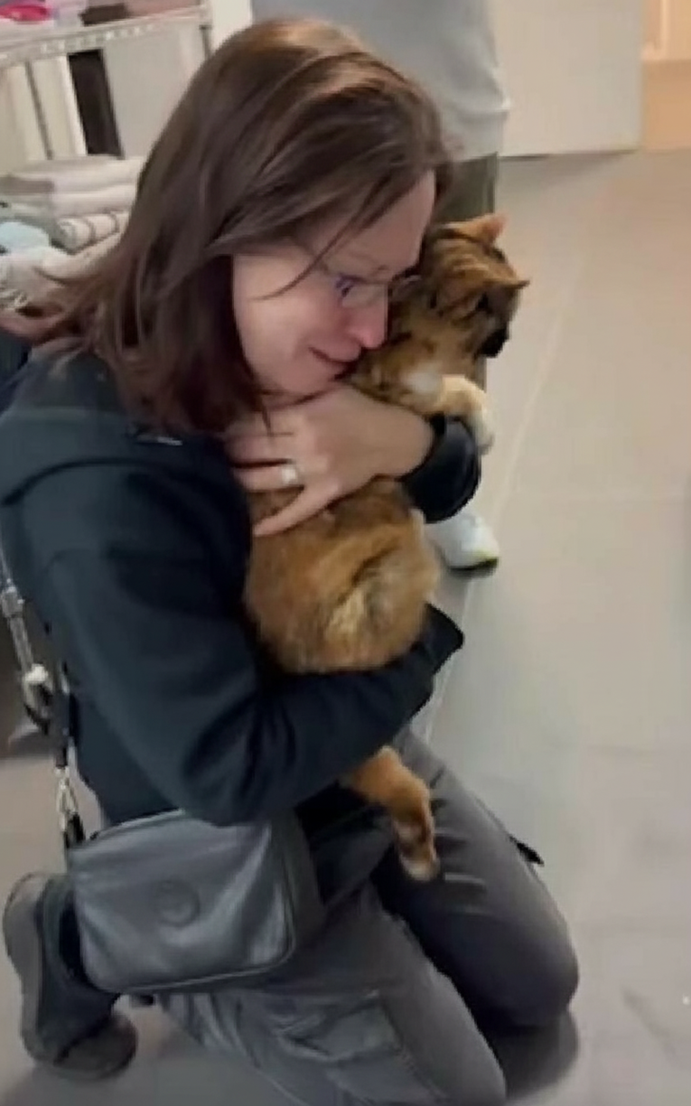 Mačka pronađena nakon osam godina zahvaljujući mikročipu