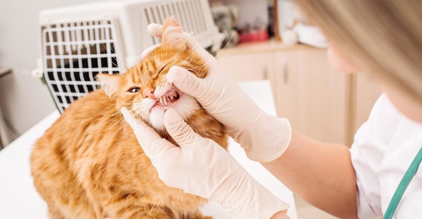 8 dentalnih problema kod mačaka na koje trebate obratiti pažnju