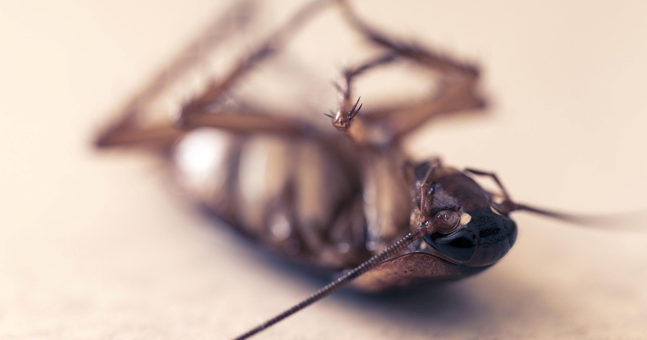 U Južnoj Koreji zapalila zgradu dok je ubijala žohara, poginula susjeda