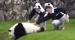 VIDEO Nespretne pande iz zoološkog vrta popravit će vam dan