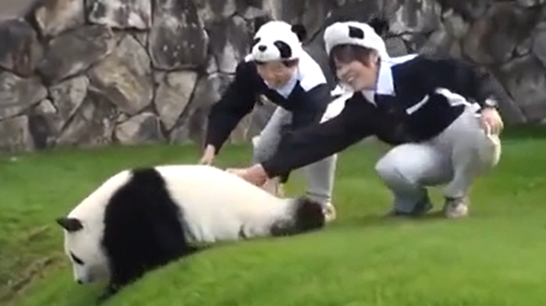 Ove nespretne pande iz zoološkog vrta popravit će vam dan, video je urnebesan
