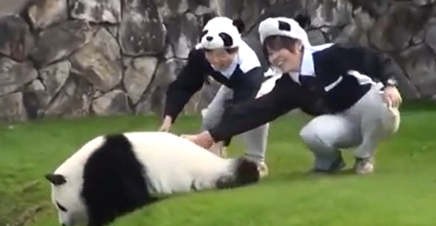 VIDEO Nespretne pande iz zoološkog vrta popravit će vam dan