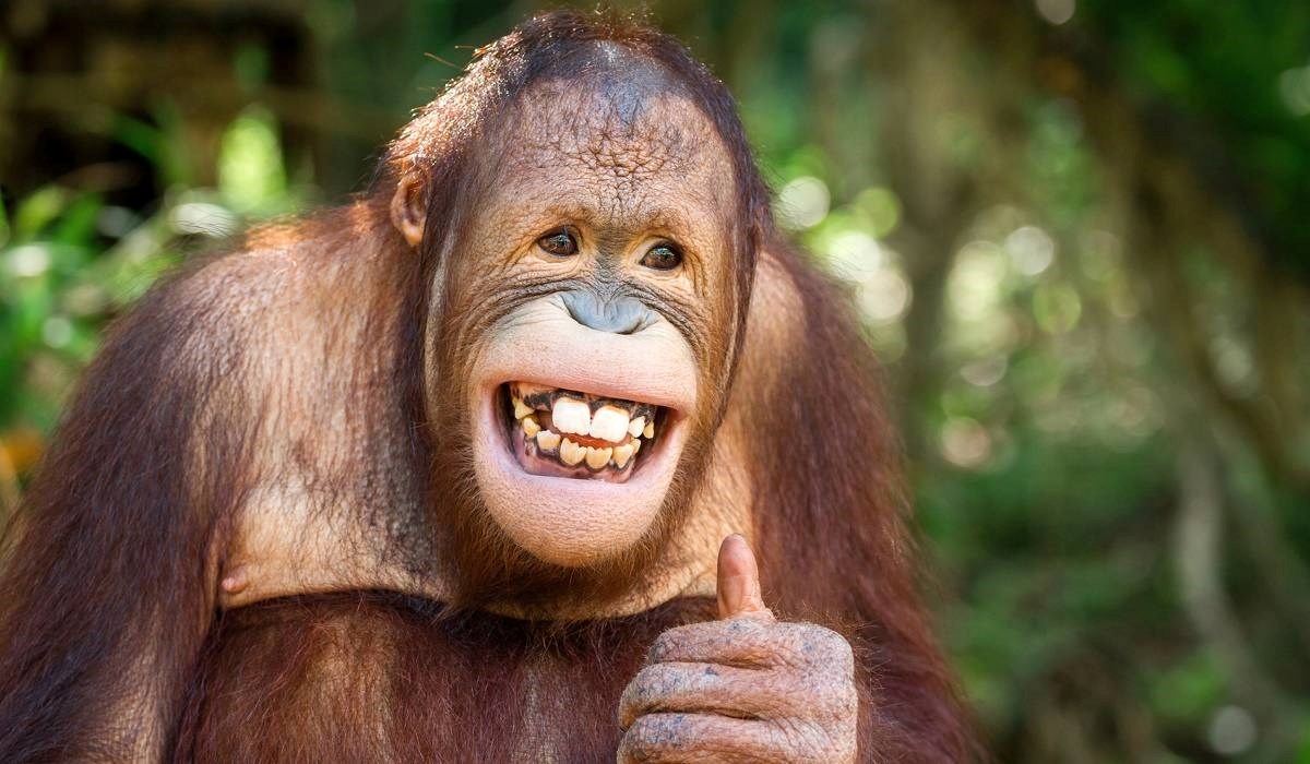 Čovjekoliki majmuni zezaju jedni druge, baš kao i ljudi. Evo što sve rade