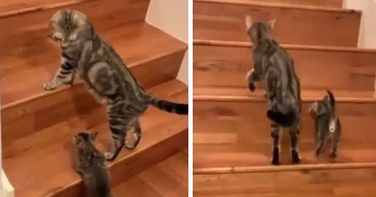 VIDEO Mama mačka pomogla mačiću popeti se stepenicama, ljudi su oduševljeni
