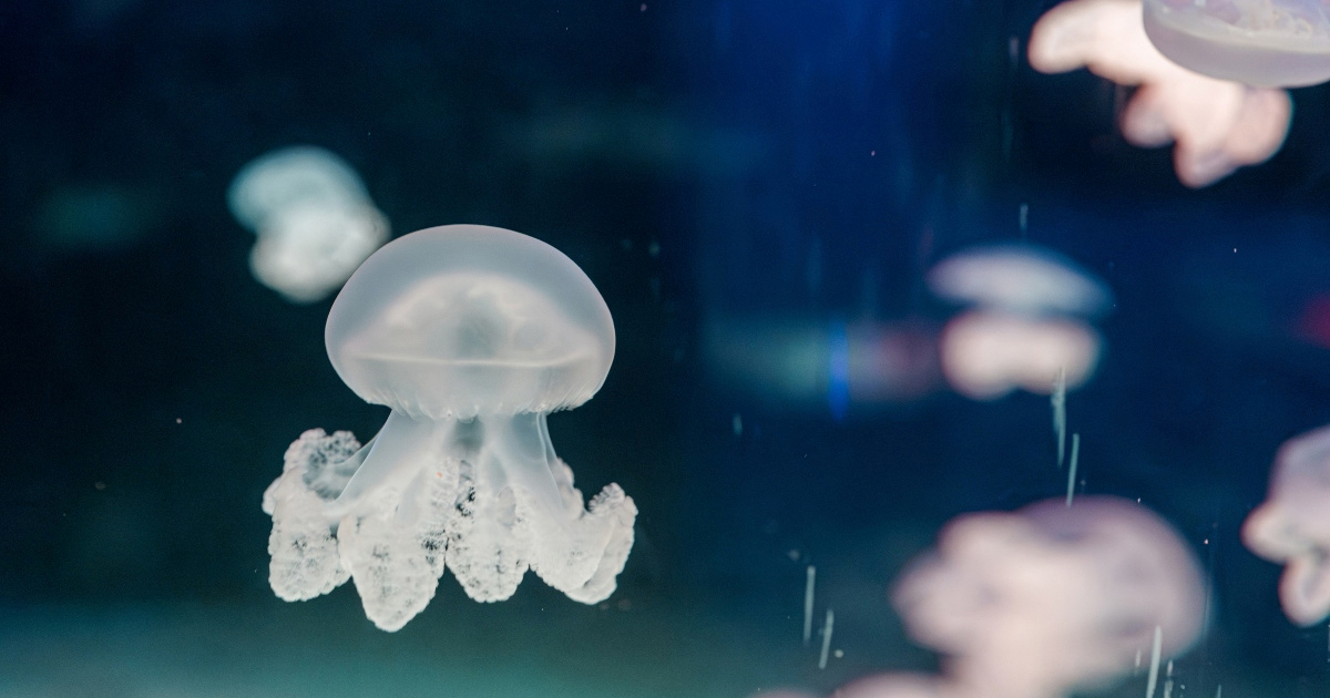 Pulski akvarij obogatio zbirku s pet vrsta meduza. Dvije se posebno ističu