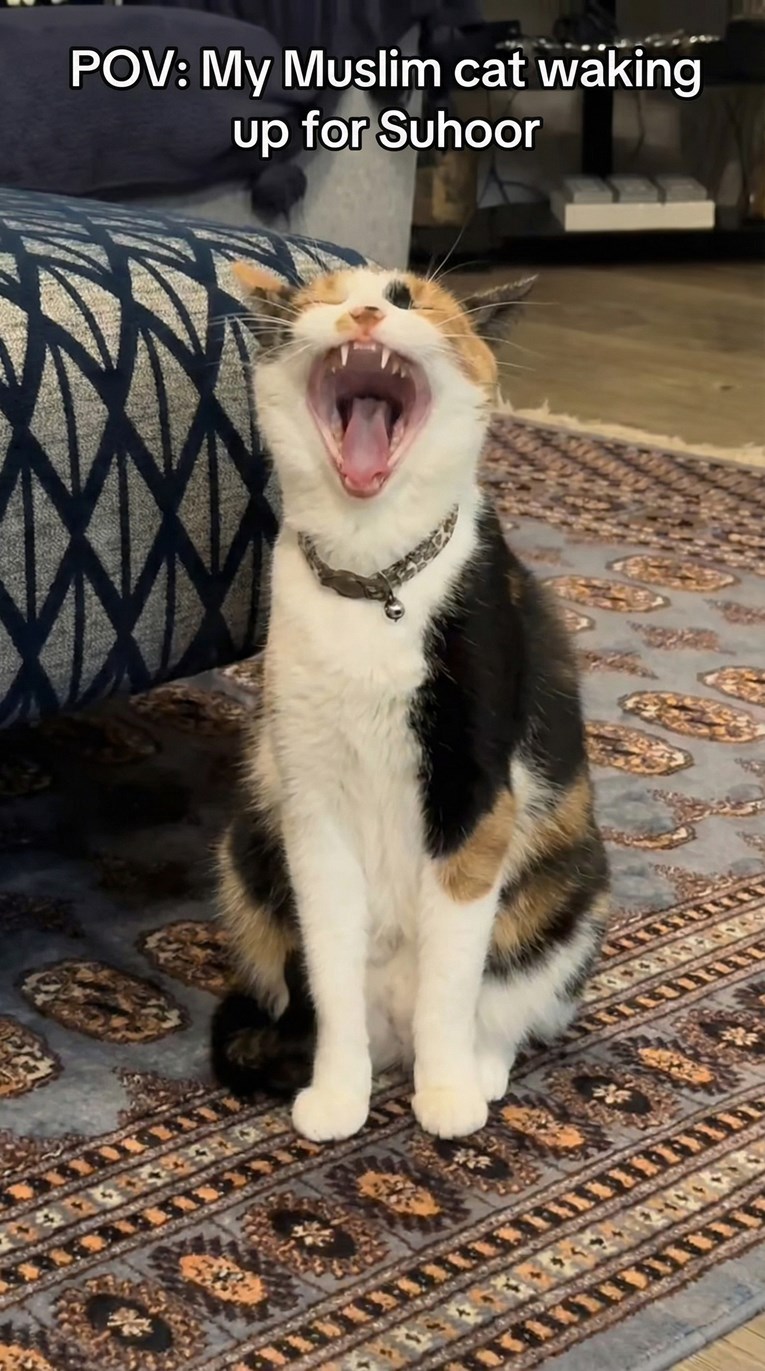 Muslimani snimaju svoje zbunjene i umorne mačke tijekom ramazana, videi su hit