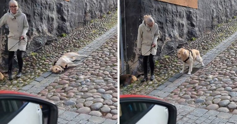 Zlatnom retriveru je dosta šetnje, evo kako se spušta niz ulicu
