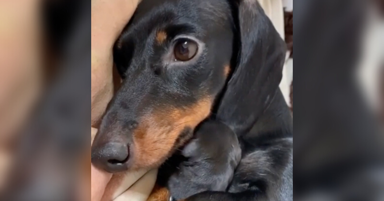 Slatka jazavčarka jedva drži oči otvorenima. Razlog topi srca