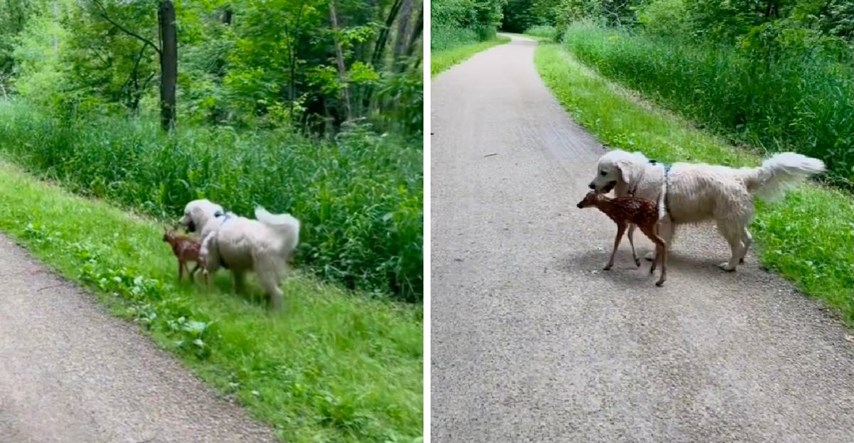 Vlasnica izvela psa u šetnju, nije očekivala da će on pronaći šumskog prijatelja