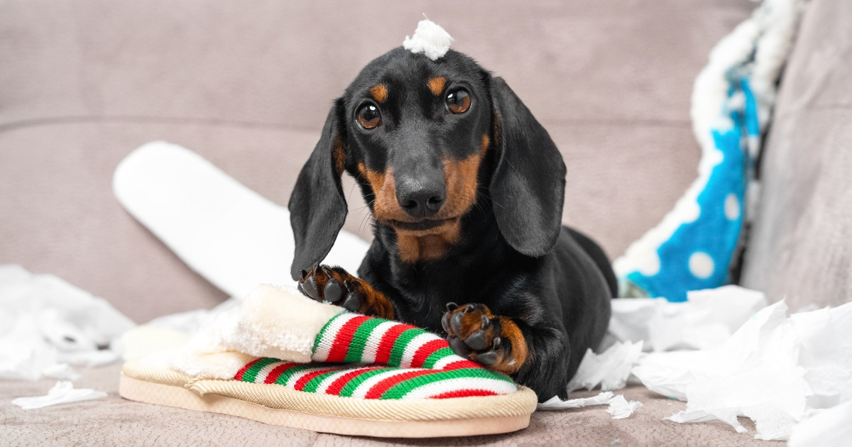 Veterinar otkriva s kojim je pasminama najteže živjeti i zašto