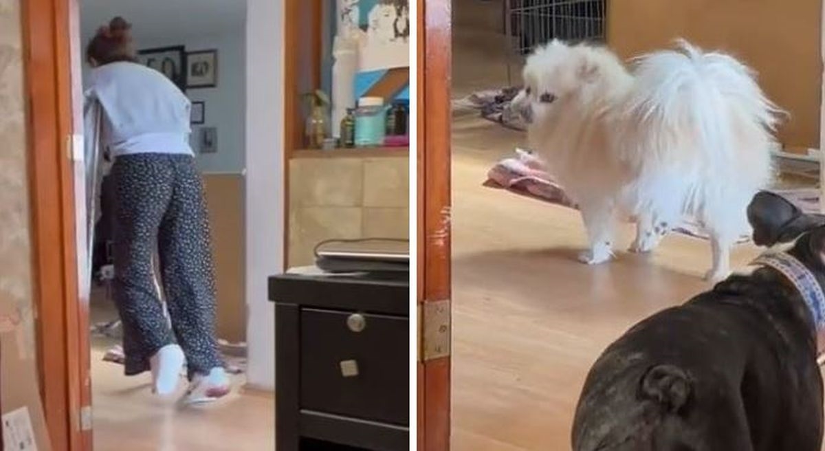 Vlasnica slomila nogu pa po kući šetala sa štakama, njen pas je odlučio imitirati