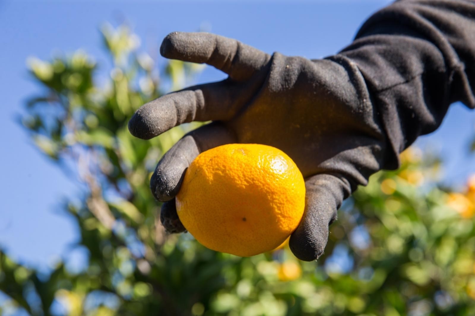 Sezona je berbe mandarina. Epidemiolozi: Prednost pri branju treba dati cijepljenima