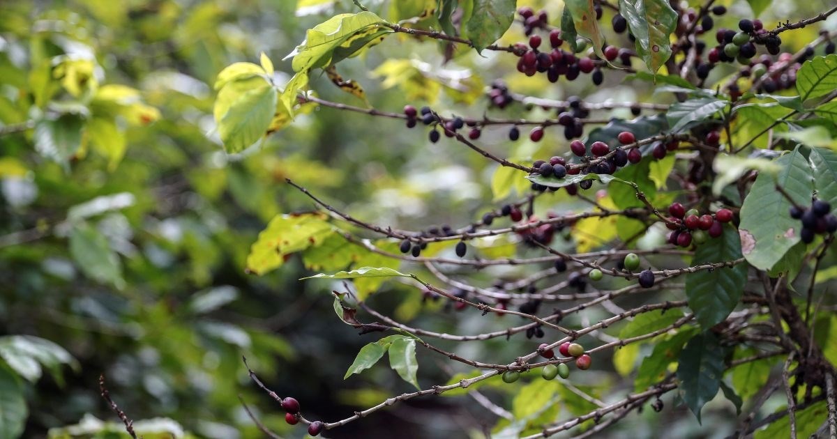 Nestlé ulaže 88.7 milijuna dolara u proizvodnju kave u Brazilu