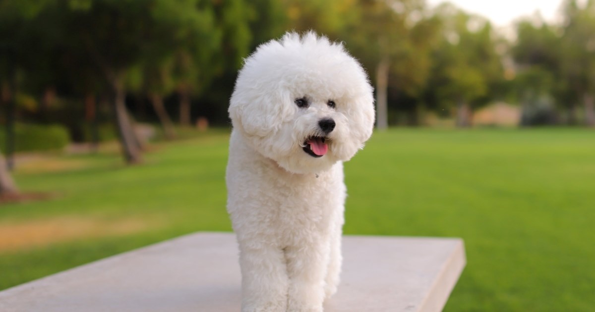 Ove pasmina pasa su savršene i za ljude koji pate od alergija